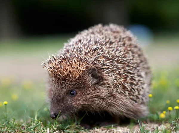 European Hedgehog Erinaceus Europaeus Natuiral Habitat — Stock Photo, Image