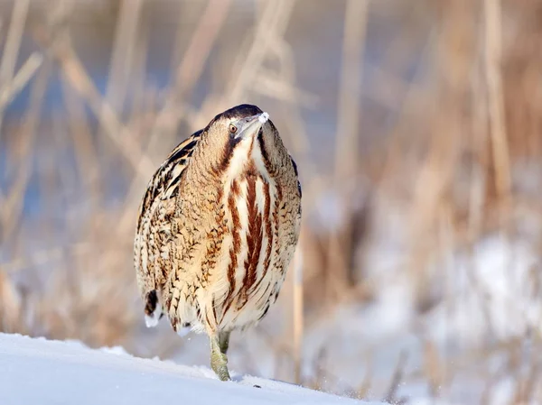 Eurásia Bittern Livre Inverno Botaurus Stellaris — Fotografia de Stock