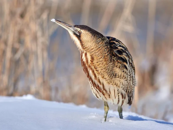 Roerdomp Buiten Winter Botaurus Stellaris — Stockfoto