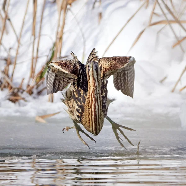 Eurasian Bittern Outdoor Winter Botaurus Stellaris — Stock Photo, Image