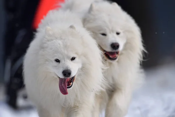 Tusnad Roménia Janeiro Retrato Cães Que Participam Concurso Dog Sled — Fotografia de Stock