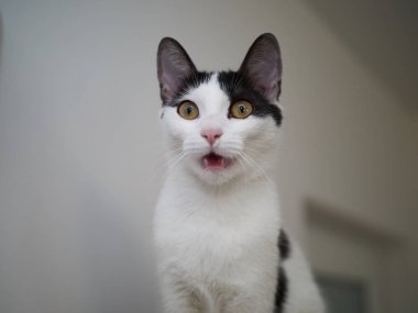 görüntü arka plan üzerinde izole beyaz-gri kedi azarlama portre