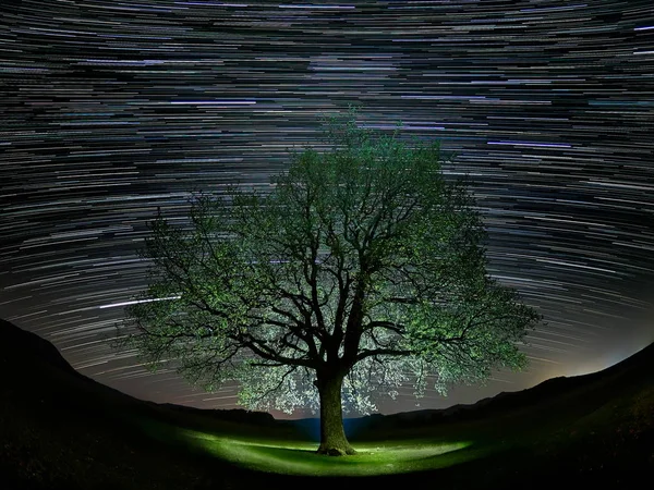 Céu Bonito Noite Com Trilhas Estelares Silhueta Árvore Solitária Campo — Fotografia de Stock