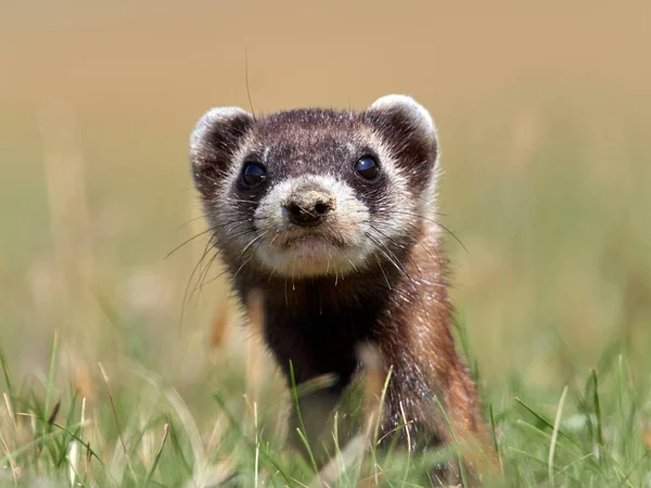 Stepa Polecat Mustela Eversmanii Habitat Alami — Stok Foto