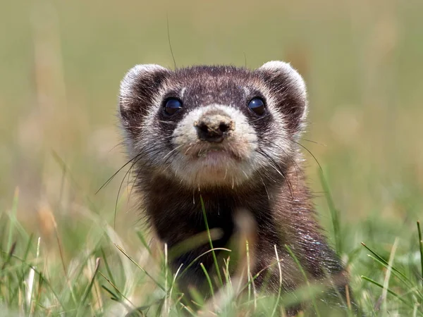 Estepa Polecat Mustela Eversmanii Hábitat Natural —  Fotos de Stock