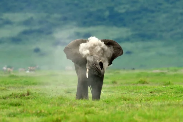 Sloni Přírodní Park Serengeti Tanzanie — Stock fotografie