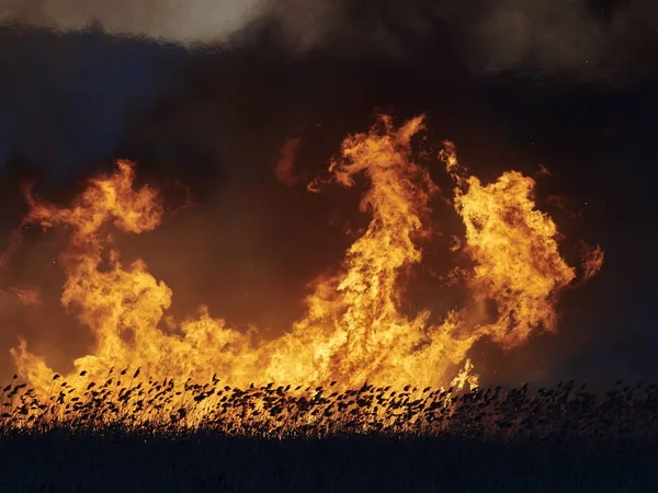 Grote Vlammen Veld Tijdens Brand — Stockfoto