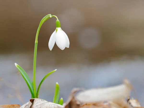 Fleurs Printanières Chute Neige Blanche Dans Forêt — Photo