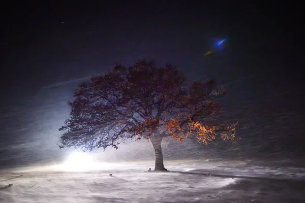 Árvore Solitária Campo Durante Noite Tempestade Neve — Fotografia de Stock