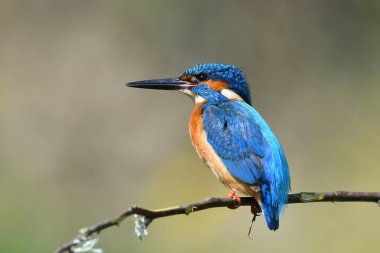 doğal yaşam alanı arası Kingfisher (alcedo şuna)