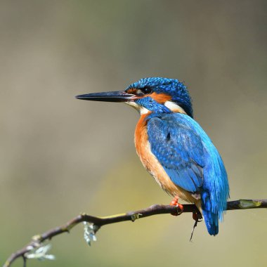 doğal yaşam alanı arası Kingfisher (alcedo şuna)