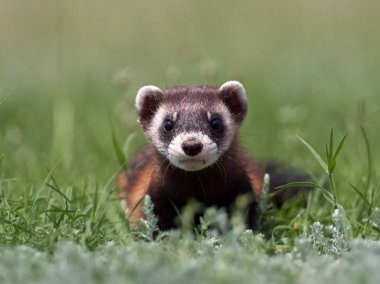 Romanya 'nın doğal habitatı Dobrogea' da Steppe gelincikleri (Mustela eversmanii)