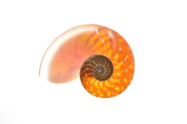 Beyaz arka plan üzerinde izole nautilus kabuğu bölümü