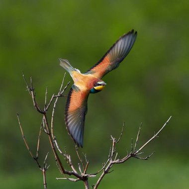 doğal yaşam alanı olarak Avrupa arı kuşugiller (arı kuşu apiaster)
