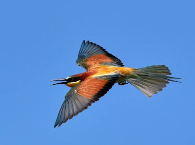 doğal yaşam alanı olarak Avrupa arı kuşugiller (arı kuşu apiaster)
