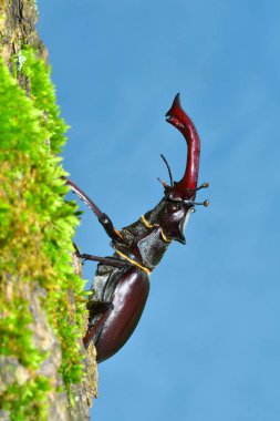 Doğal orman ortamlarında Stag Beetle (Lucanus cervus)