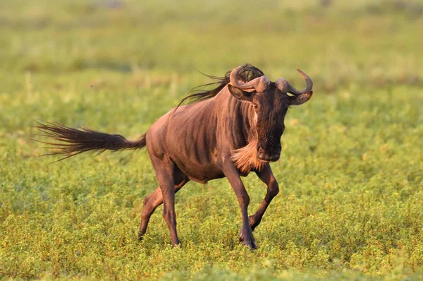 Schwarzgnu Oder Weißschwanzgnu Connochaetes Gnou Tansania Afrika — Stockfoto