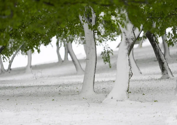 Trees Green Leaves Snow Late Snowfall April Dobrogea Romania — Stock Photo, Image