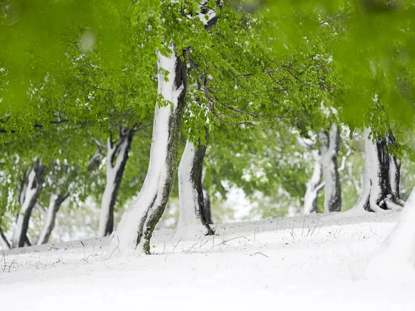 Alberi Con Foglie Verdi Sotto Neve Nevicate Tardive Aprile Dobrogea — Foto Stock