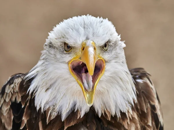 Bald Eagle Haliaeetus Leucocephalus Portrait — Stock Photo, Image