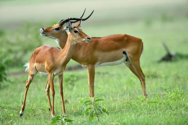 Impala Aepyceros Melampus Afrikanska Naturpark — Stockfoto