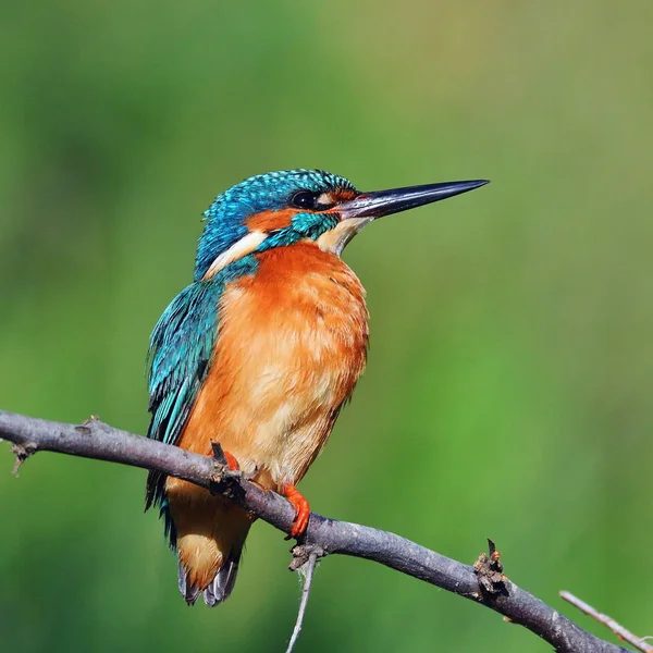 Kingfisher Alcedo Atthis Природному Середовищі Існування — стокове фото