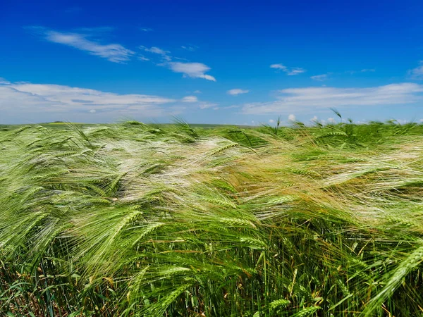 Campo Cereais Verde Paisagem Idílica — Fotografia de Stock