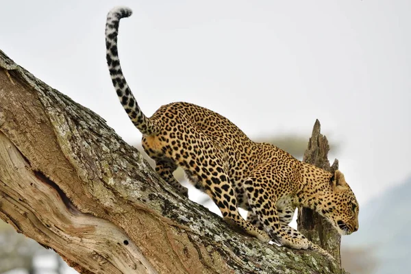 Léopard Panthera Pardus Dans Habitat Naturel — Photo