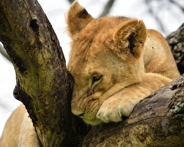 León Africano Descansando Árbol Parque Natural Serengeti — Foto de Stock