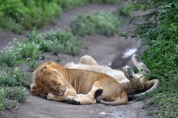 Lindos Cachorros Leones Descansando Parque Natural Africano — Foto de Stock