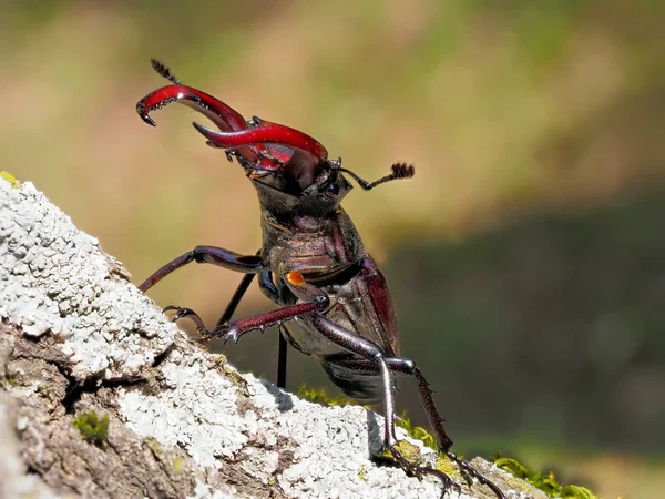 Hirschkäfer Lucanus Cervus Natürlichem Lebensraum — Stockfoto