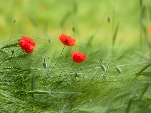 Krásné Kvetoucí Máky Poli Zelené Obilí Létě — Stock fotografie