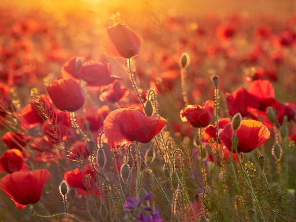 Krásné Kvetoucí Máky Letní Slunce Světlo — Stock fotografie