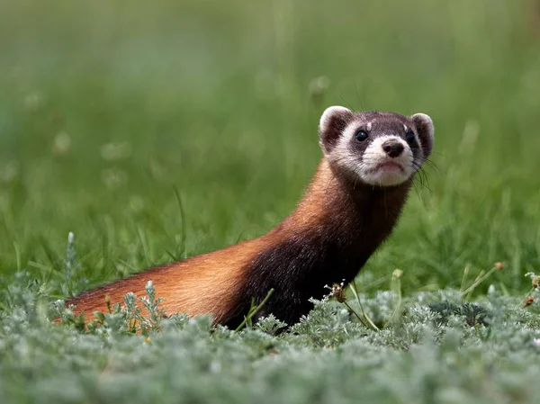 Romanya 'nın doğal habitatı Dobrogea' da Steppe gelincikleri (Mustela eversmanii)