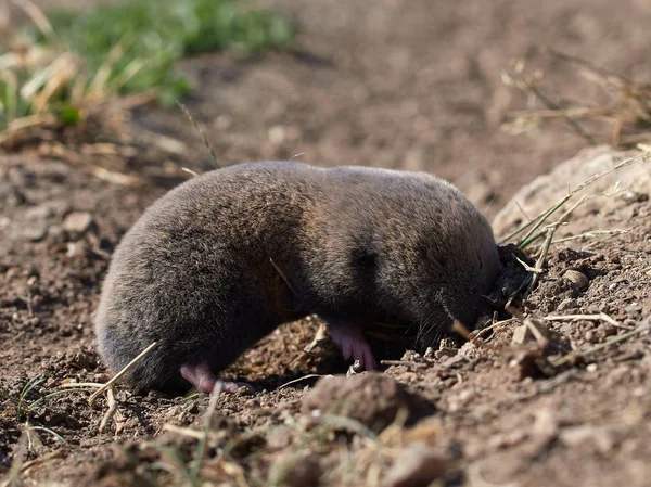 Rata Topo Menor Nannospalax Leucodon Hábitat Natural — Foto de Stock