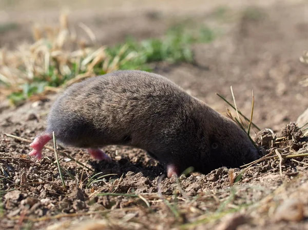 Mindre Mole Rat Nannospalax Leucodon Naturliga Livsmiljö — Stockfoto