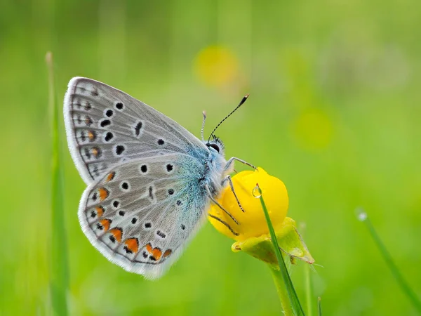 Πεταλούδα Στο Φυσικό Περιβάλλον Άνοιξη Plebejus Argus — Φωτογραφία Αρχείου