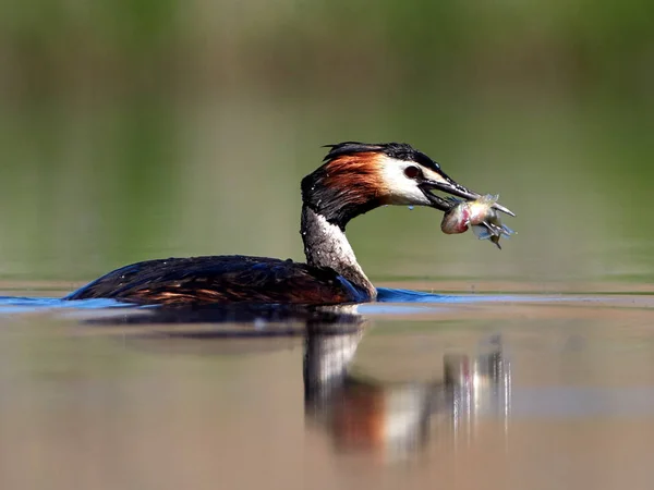 Vodní Pták Jezeře Podiceps Cristatus — Stock fotografie