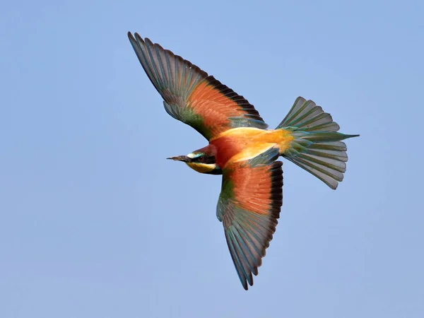 Comedor Europeu Abelhas Merops Apiaster Habitat Natural — Fotografia de Stock