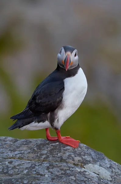 Ładny Puffin Stojący Klifie Fratercula Arctica — Zdjęcie stockowe