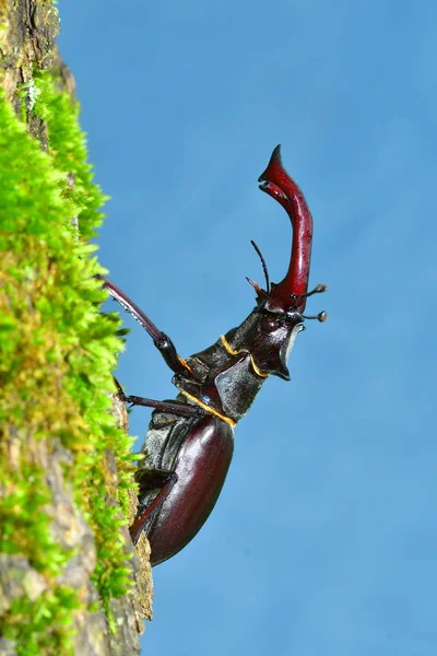 Coléoptère Cerf Lucanus Cervus Dans Habitat Forestier Naturel — Photo