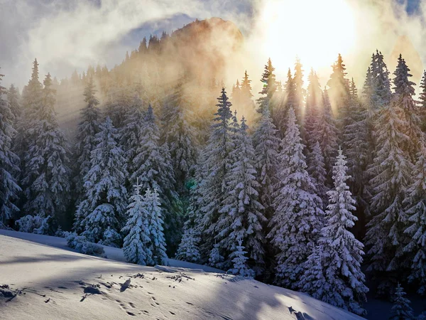 Winter Landscape Trees Mountains Covered Snow Frost Sunrise Light — Stock Photo, Image