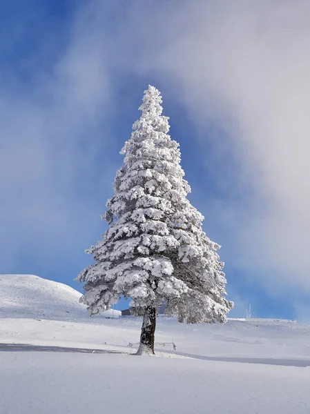 Winterlandschaft Mit Bäumen Und Schnee Und Frostbedeckten Bergen — Stockfoto