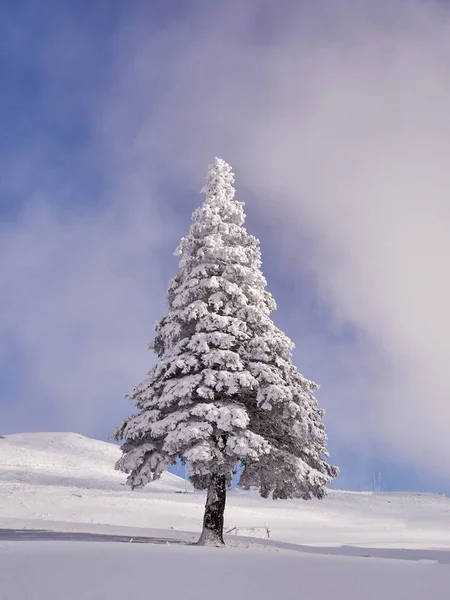 Paysage Hivernal Avec Arbres Montagnes Recouverts Neige Gel — Photo