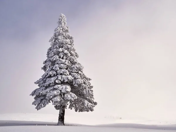 Vinterlandskap Med Träd Och Berg Täckta Med Snö Och Frost — Stockfoto