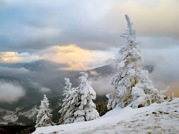 Pejzaż Zimowy Drzew Gór Pokryte Śniegiem Mrozem — Zdjęcie stockowe