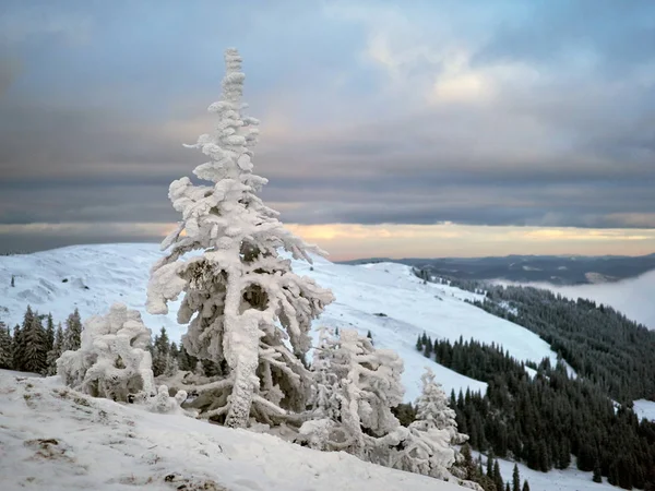 Paisagem Inverno Com Árvores Montanhas Cobertas Neve Geada — Fotografia de Stock