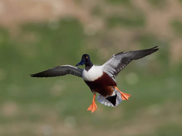 Patos Salvajes Hábitat Natural — Foto de Stock