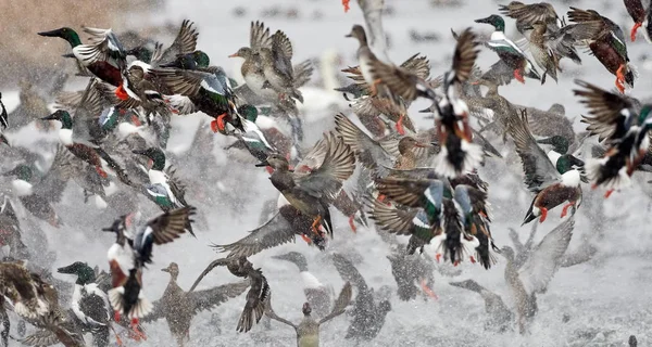 群野鸭冰冻的河上飞过 野生动物在冬季 — 图库照片