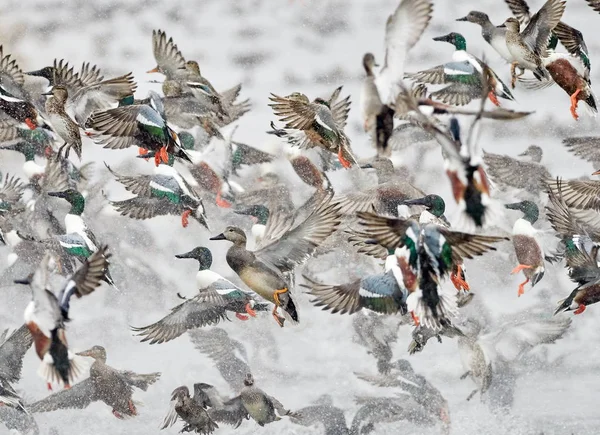 Flock Wild Ducks Flying Frozen River Wildlife Winter Season — Stock Photo, Image